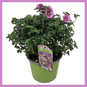 Afbeelding van P19 Anisodonthea Struik